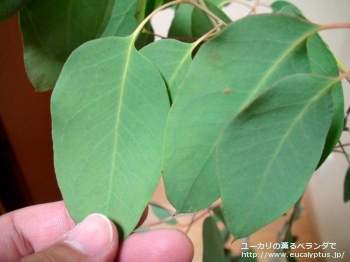 デレガテンシス・タスマニエンシス (Eucalyptus delegatensis ssp. tasmaniensis)