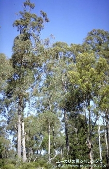 デレガテンシス・タスマニエンシス (Eucalyptus delegatensis ssp. tasmaniensis)