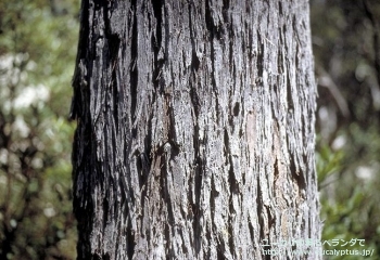 fancyboxデレガテンシス・タスマニエンシス(Eucalyptus delegatensis ssp. tasmaniensis)の画像12