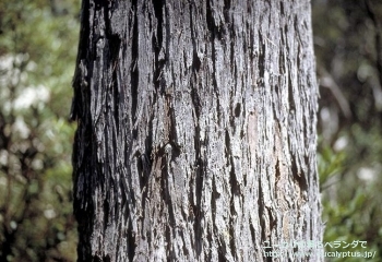 デレガテンシス・タスマニエンシス (Eucalyptus delegatensis ssp. tasmaniensis)