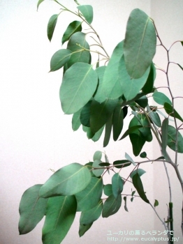 fancyboxデレガテンシス・タスマニエンシス(Eucalyptus delegatensis ssp. tasmaniensis)の画像13