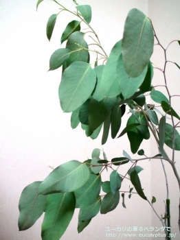 デレガテンシス・タスマニエンシス (Eucalyptus delegatensis ssp. tasmaniensis)