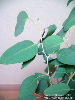 fancyboxデレガテンシス・タスマニエンシス(Eucalyptus delegatensis ssp. tasmaniensis)の画像2