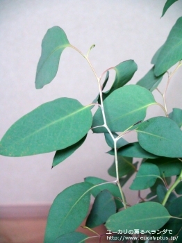 デレガテンシス・タスマニエンシス (Eucalyptus delegatensis ssp. tasmaniensis)