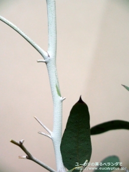 デレガテンシス・タスマニエンシス (Eucalyptus delegatensis ssp. tasmaniensis)