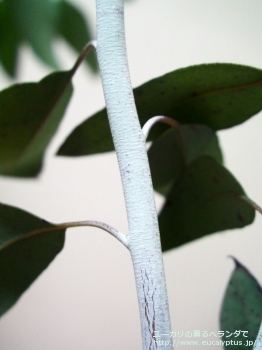 デレガテンシス・タスマニエンシス (Eucalyptus delegatensis ssp. tasmaniensis)