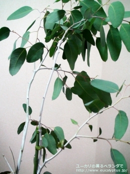 デレガテンシス・タスマニエンシス (Eucalyptus delegatensis ssp. tasmaniensis)