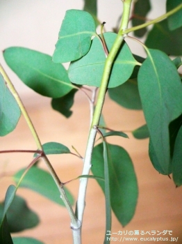 デレガテンシス・タスマニエンシス (Eucalyptus delegatensis ssp. tasmaniensis)