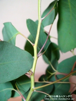 デレガテンシス・タスマニエンシス (Eucalyptus delegatensis ssp. tasmaniensis)