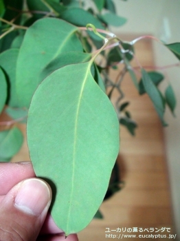 デレガテンシス・タスマニエンシス (Eucalyptus delegatensis ssp. tasmaniensis)