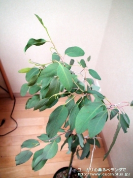 デレガテンシス・タスマニエンシス (Eucalyptus delegatensis ssp. tasmaniensis)