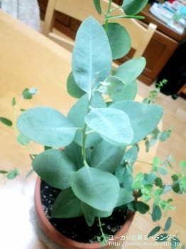 アルベンス (Eucalyptus albens)