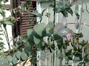 ペリニアナ (Eucalyptus perriniana)