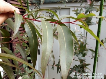 シトリオドラ (Corymbia citriodora)