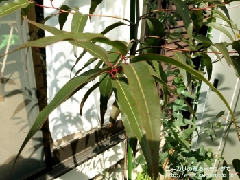 シトリオドラ (Corymbia citriodora)