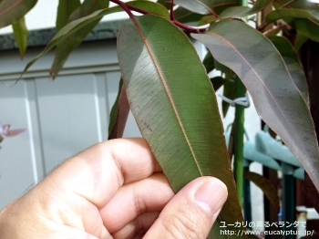 シトリオドラ (Corymbia citriodora)