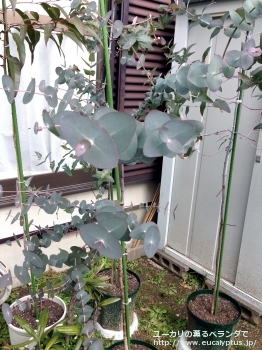 ペリニアナ (Eucalyptus perriniana)