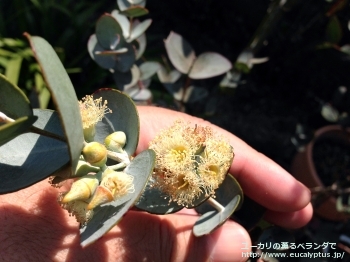 ウンキナータ (Eucalyptus uncinata)