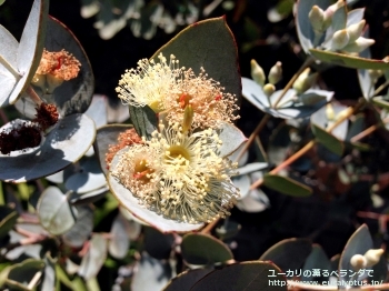 ウンキナータ (Eucalyptus uncinata)