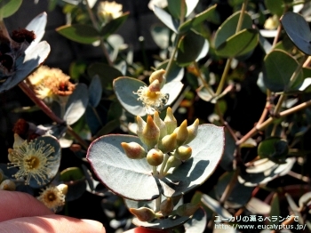 ウンキナータ (Eucalyptus uncinata)