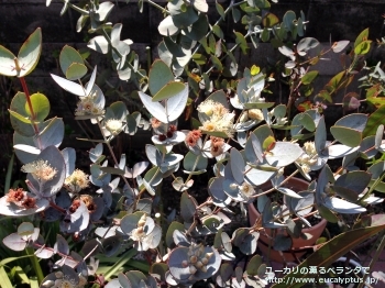 ウンキナータ (Eucalyptus uncinata)