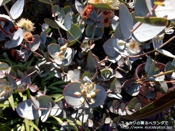 ウンキナータ (Eucalyptus uncinata)