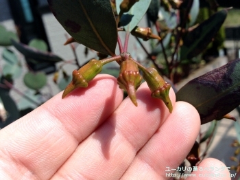 トルクァータ (Eucalyptus torquata)