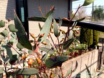 トルクァータ (Eucalyptus torquata)