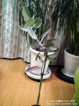 プレウロカルパ (Eucalyptus pleurocarpa)