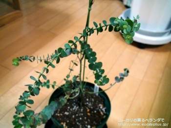 ベイビーブルー (Eucalyptus pulverulenta 'Babyblue')