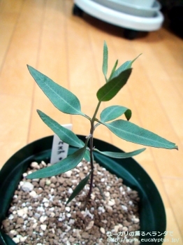 カンパスプ (Eucalyptus campaspe)