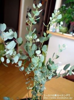 ウェブステリアナ (Eucalyptus websteriana)