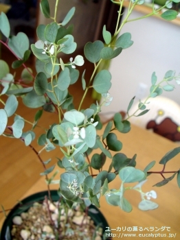 ウェブステリアナ (Eucalyptus websteriana)