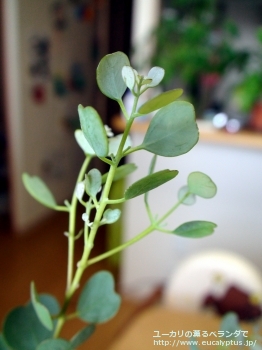 ウェブステリアナ (Eucalyptus websteriana)