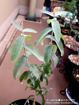 グロブルス (Eucalyptus globulus ssp. globulus)