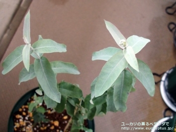 fancyboxグロブルス(Eucalyptus globulus ssp. globulus)の画像2