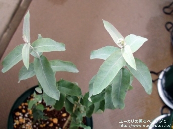 グロブルス (Eucalyptus globulus ssp. globulus)