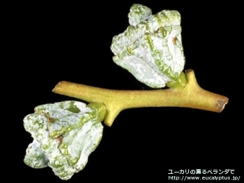 fancyboxグロブルス(Eucalyptus globulus ssp. globulus)の画像3