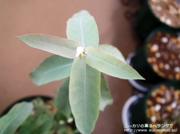 グロブルス (Eucalyptus globulus ssp. globulus)