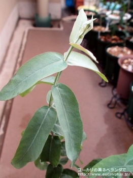 グロブルス (Eucalyptus globulus ssp. globulus)