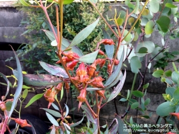 fancyboxトルクァータ(Eucalyptus torquata)の画像4