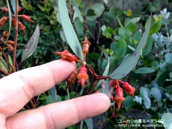 トルクァータ (Eucalyptus torquata)