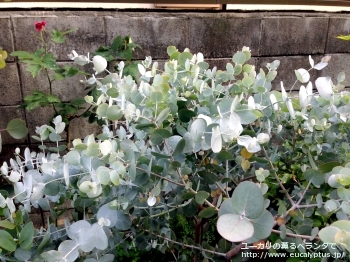シネレア(銀丸葉) (Eucalyptus cinerea)
