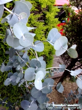 アーニゲラ (Eucalyptus urnigera)