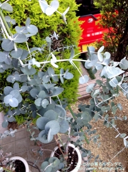 アーニゲラ (Eucalyptus urnigera)