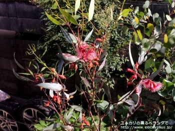 トルクァータ (Eucalyptus torquata)