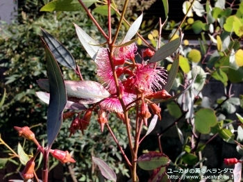 トルクァータ (Eucalyptus torquata)