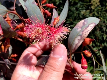 トルクァータ (Eucalyptus torquata)