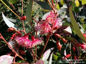 トルクァータ (Eucalyptus torquata)