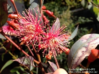 トルクァータ (Eucalyptus torquata)